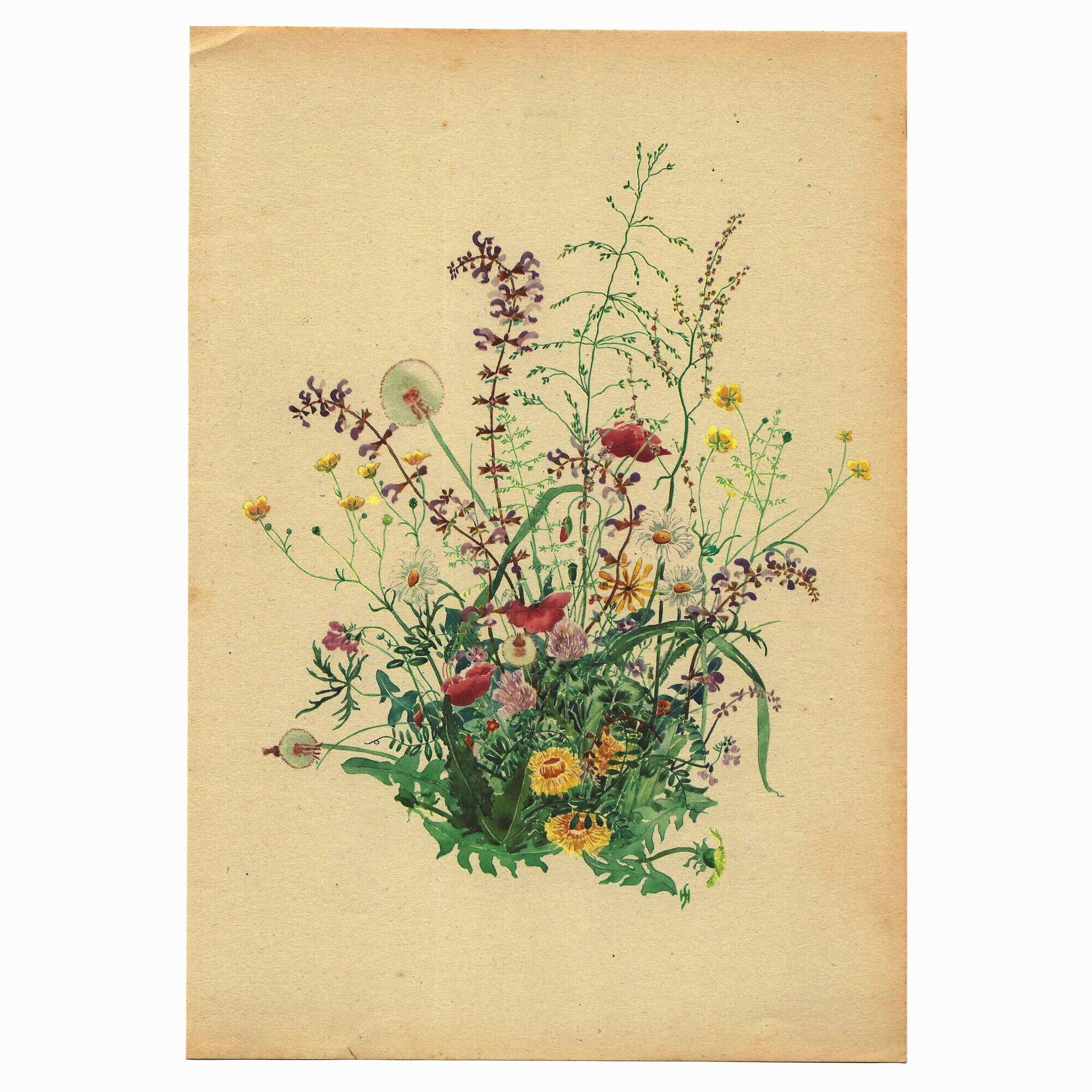 Antique illustration from 1948 - bouquet of meadow flowers by H. Strache