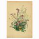Antique illustration from 1948 - bouquet of meadow flowers by H. Strache