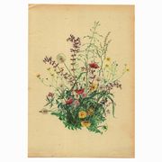 Illustration ancienne de 1948 - bouquet de fleurs des prés par H.Strache