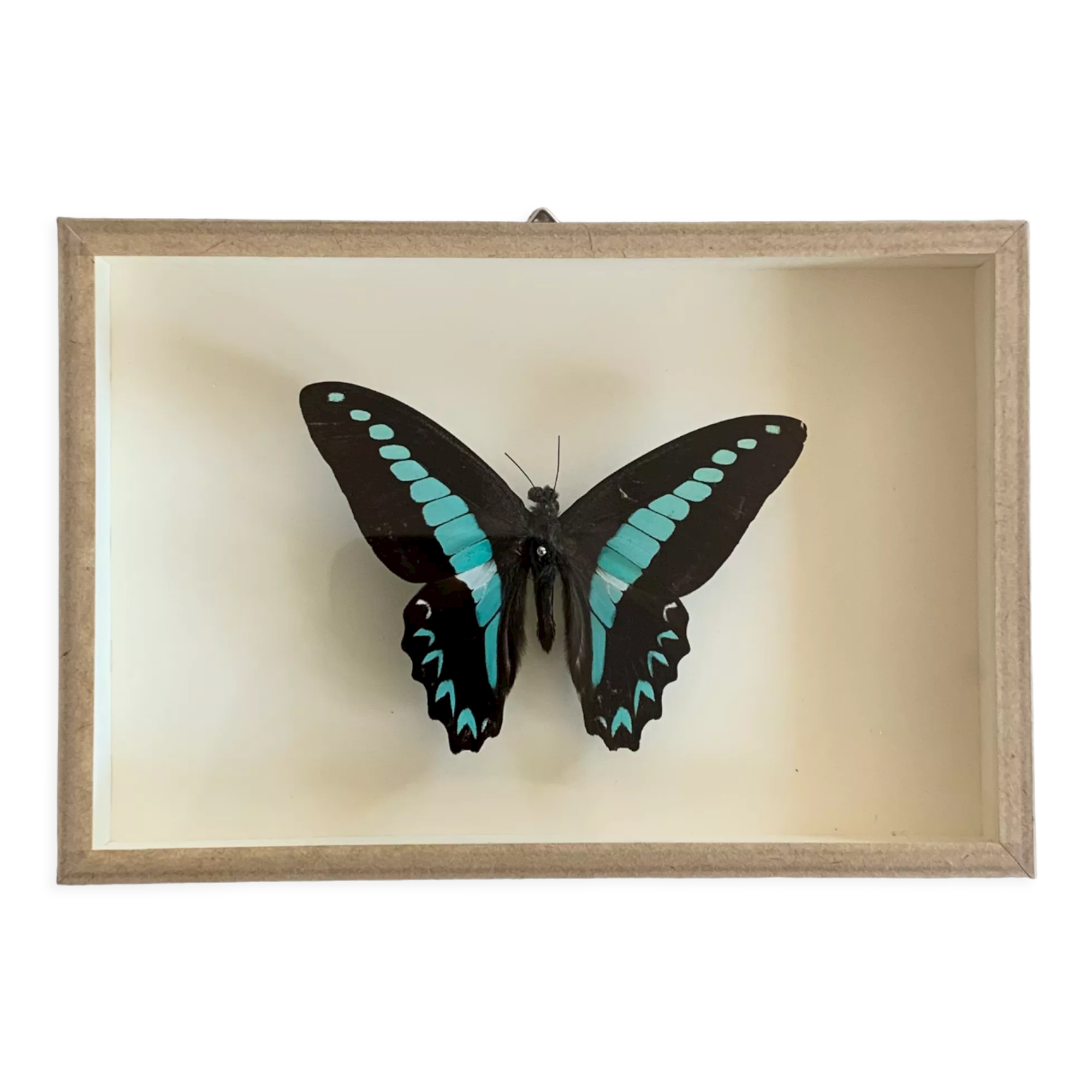 Naturalized butterfly / cabinet of curiosities
