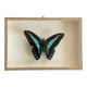Naturalized butterfly / cabinet of curiosities