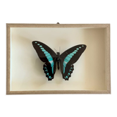 Papillon naturalisé, cabinet de curiosité