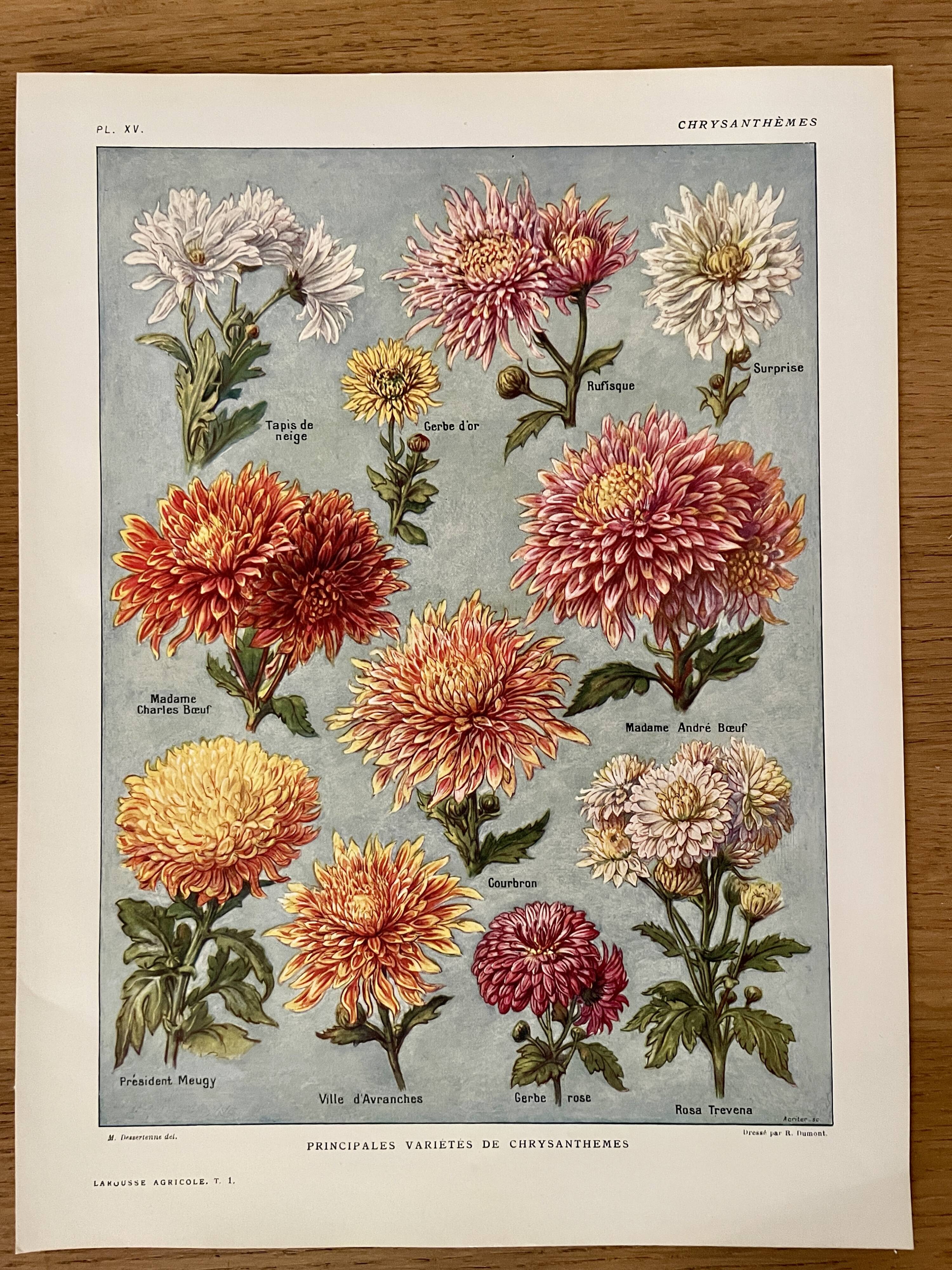 Lithographie sur les fleurs chrysanthèmes - 1920