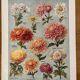 Lithographie sur les fleurs chrysanthèmes - 1920