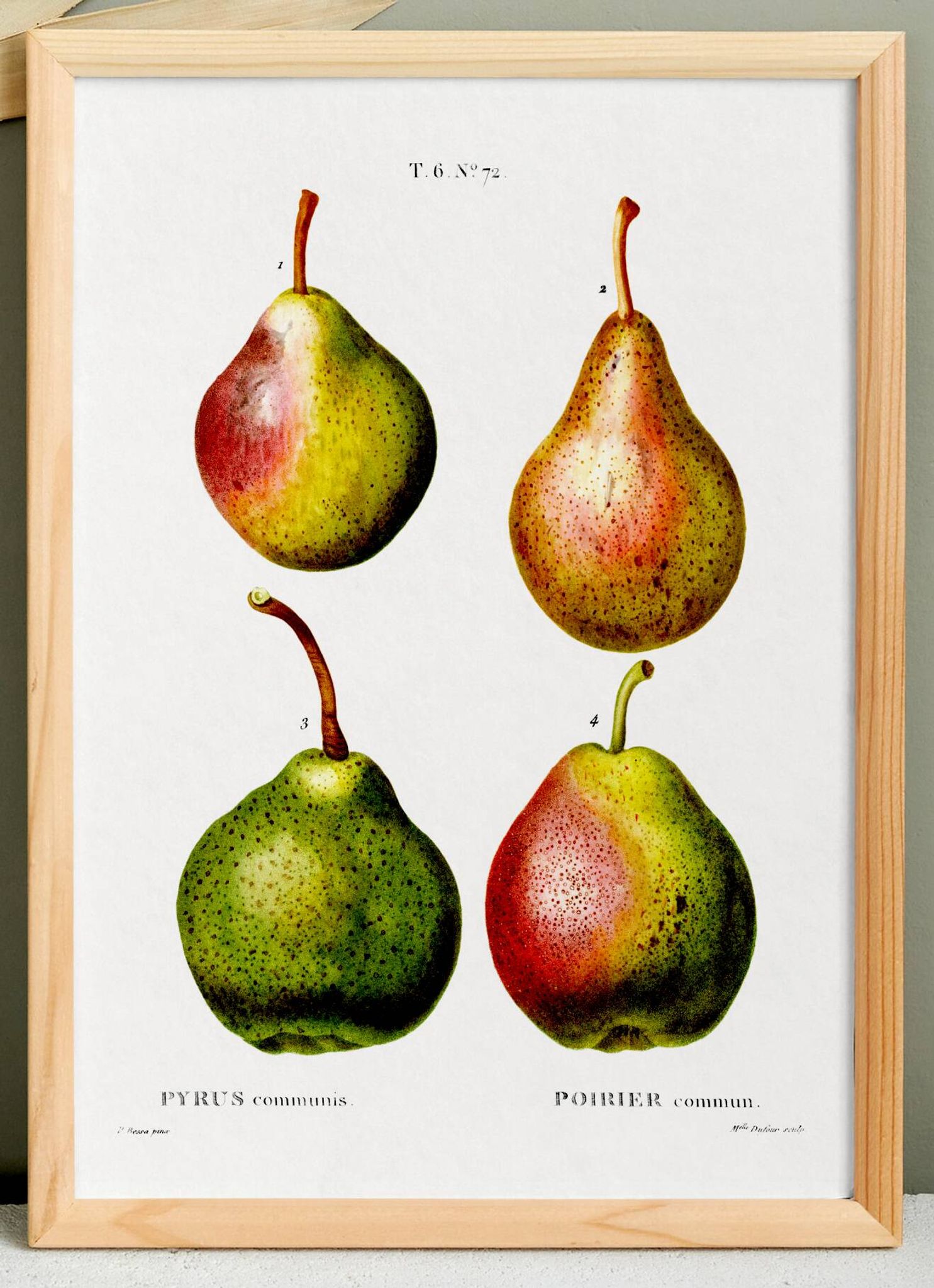 Botanical poster about pears, based on an old engraving from 1802