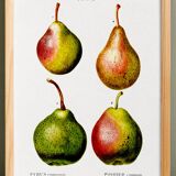Botanical poster about pears, based on an old engraving from 1802