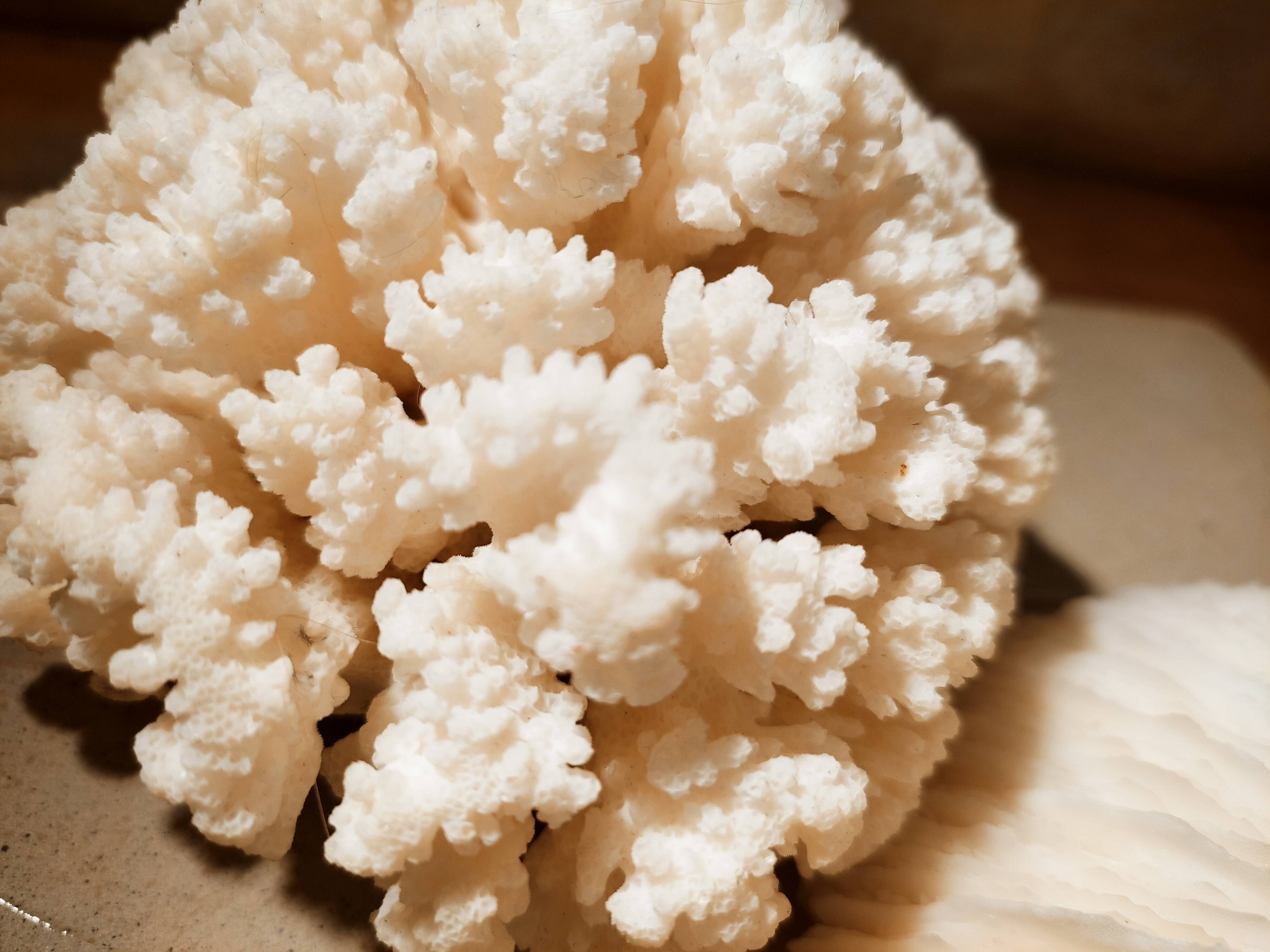 Corals and shellfish