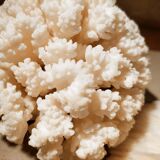 Corals and shellfish