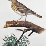 Old bird plate from the 1960s - Tree Pipit - Zoological and ornithological illustration