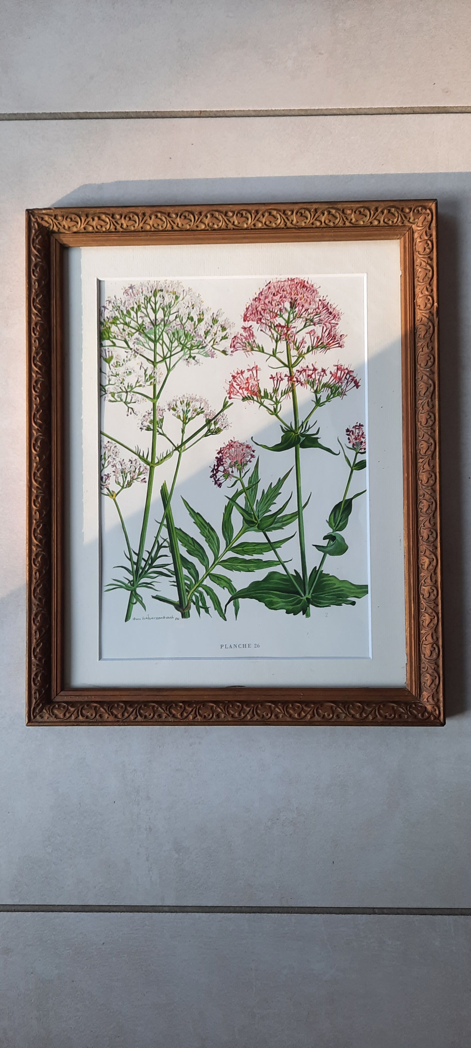Old frame with botanical board
