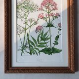 Old frame with botanical board