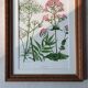 Old frame with botanical board