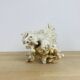 Old white coral 22 cm