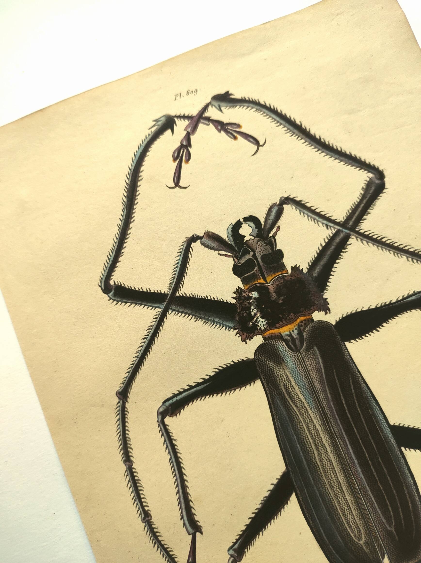 Antique plate from 1839 - Priones Insects 4 - Hand-colored engraving