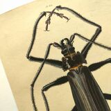 Antique plate from 1839 - Priones Insects 4 - Hand-colored engraving