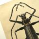 Antique plate from 1839 - Priones Insects 4 - Hand-colored engraving