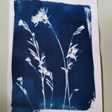 Cyanotype bleu vintage fleurs gaura