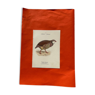 Botanical engraving birds double sided naturalist board