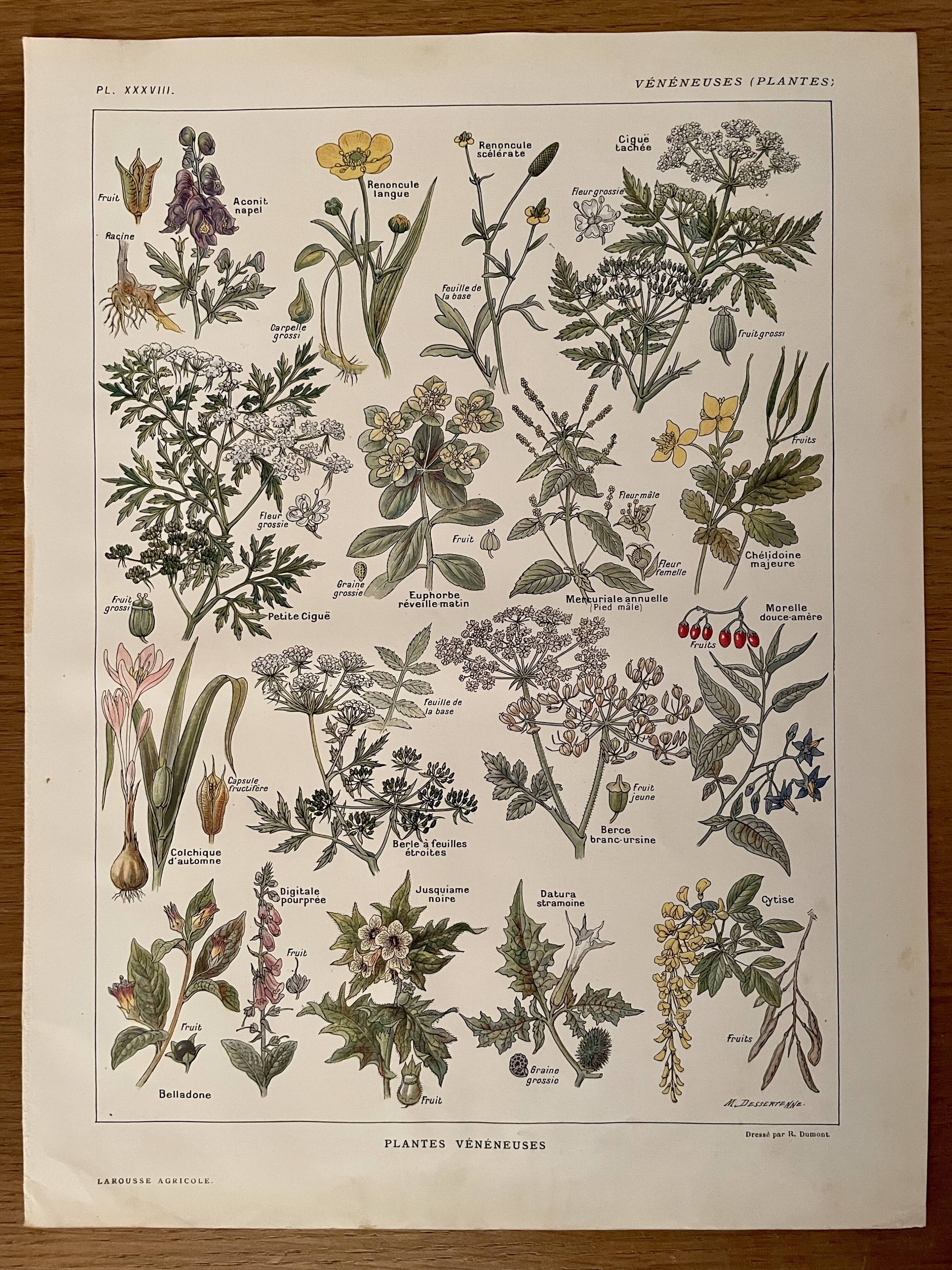 Lithograph on poisonous plants - 1920