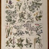 Lithograph on poisonous plants - 1920