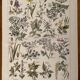Lithograph on poisonous plants - 1920