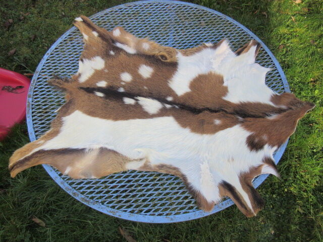 Goat skin