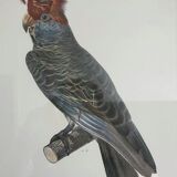 Callocephale australe 18th