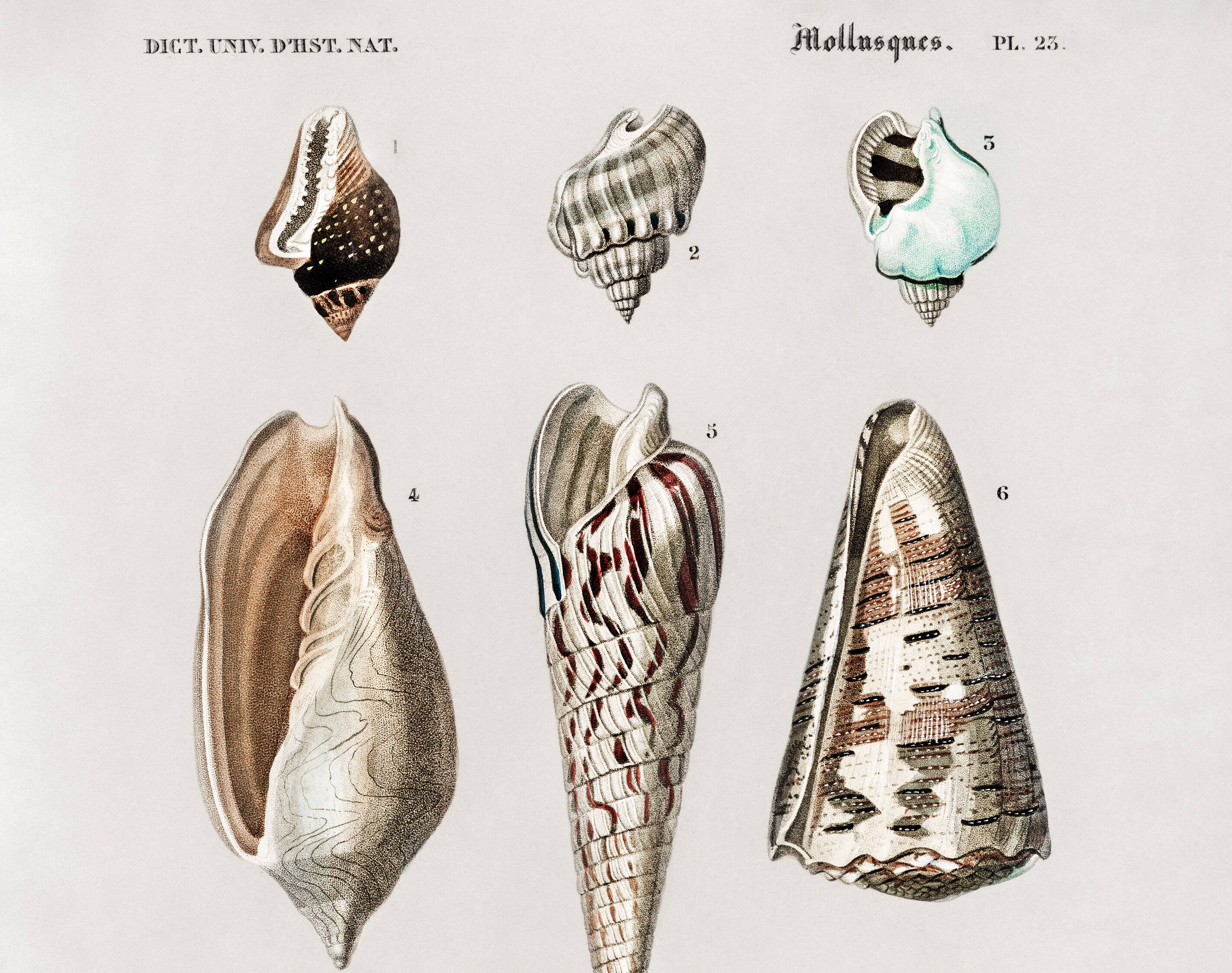 Poster about seashells, based on an old engraving from 1849.