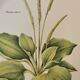 Botanical board