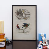 Lithography engraving vintage exotic birds
