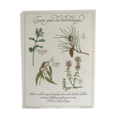 Planche botanique vintage