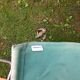 Duo de chaises camping