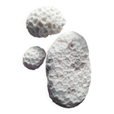 Lot of corals