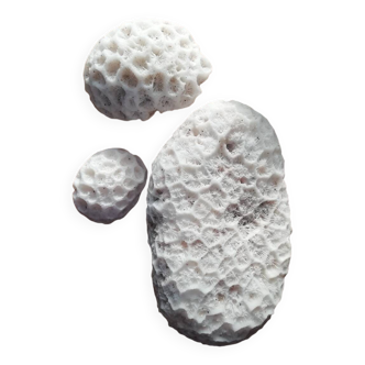 Lot of corals