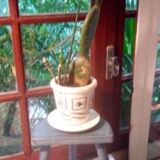 Black blue patina tripod stool