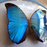 Papillon morpho naturalisé encadré