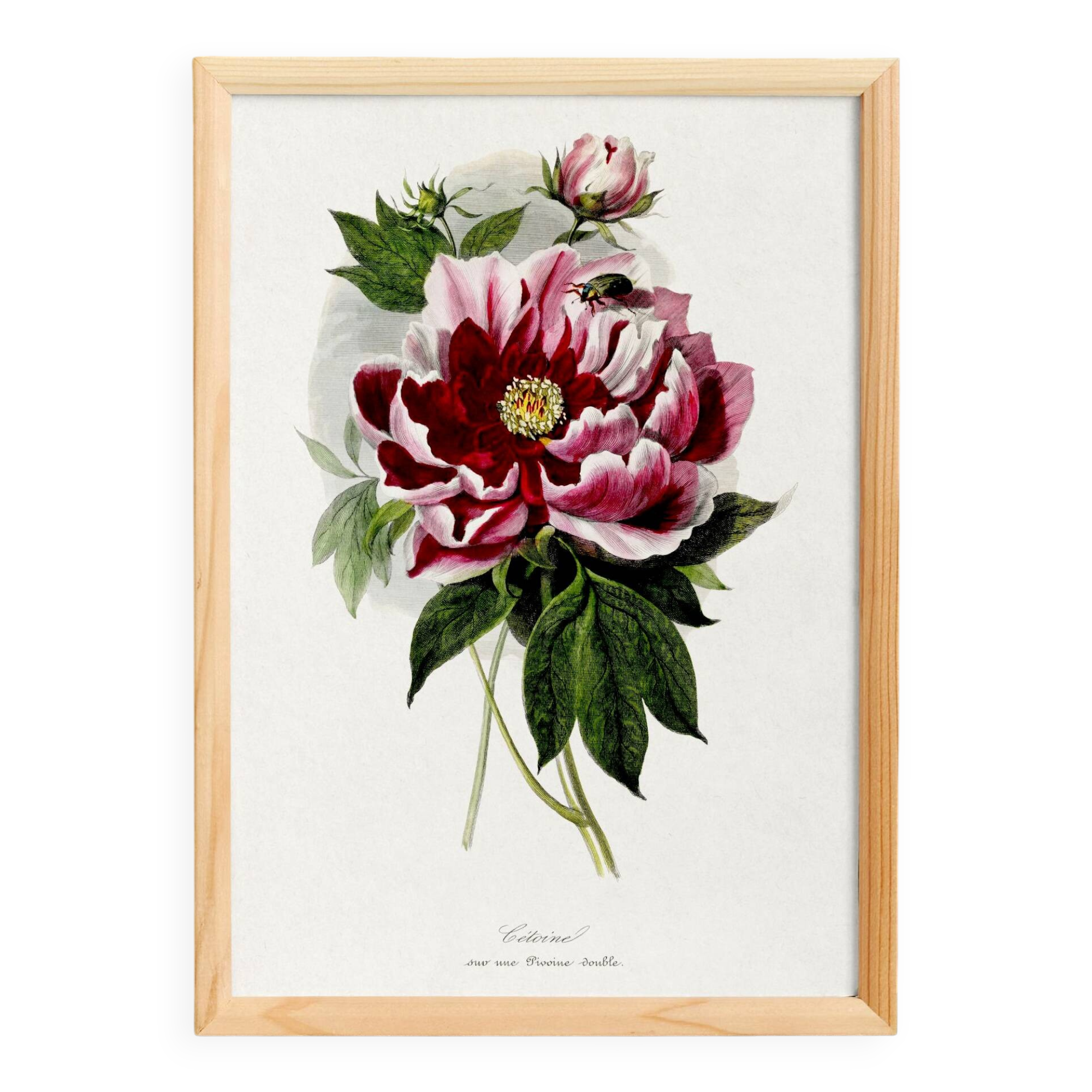 Poster about peonies, based on an old engraving from 1842.
