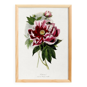 Poster about peonies, based on an old engraving from 1842.