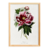 Poster about peonies, based on an old engraving from 1842.