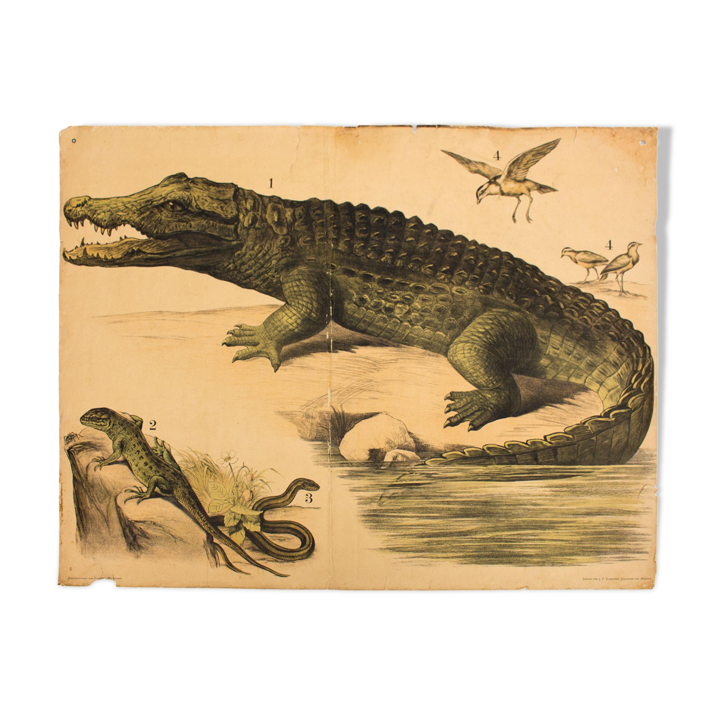 Displays educational crocodile 1893