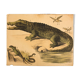 Displays educational crocodile 1893