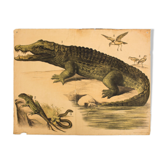 Displays educational crocodile 1893