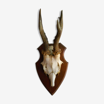 Deer massacre trophy with its vintage horns