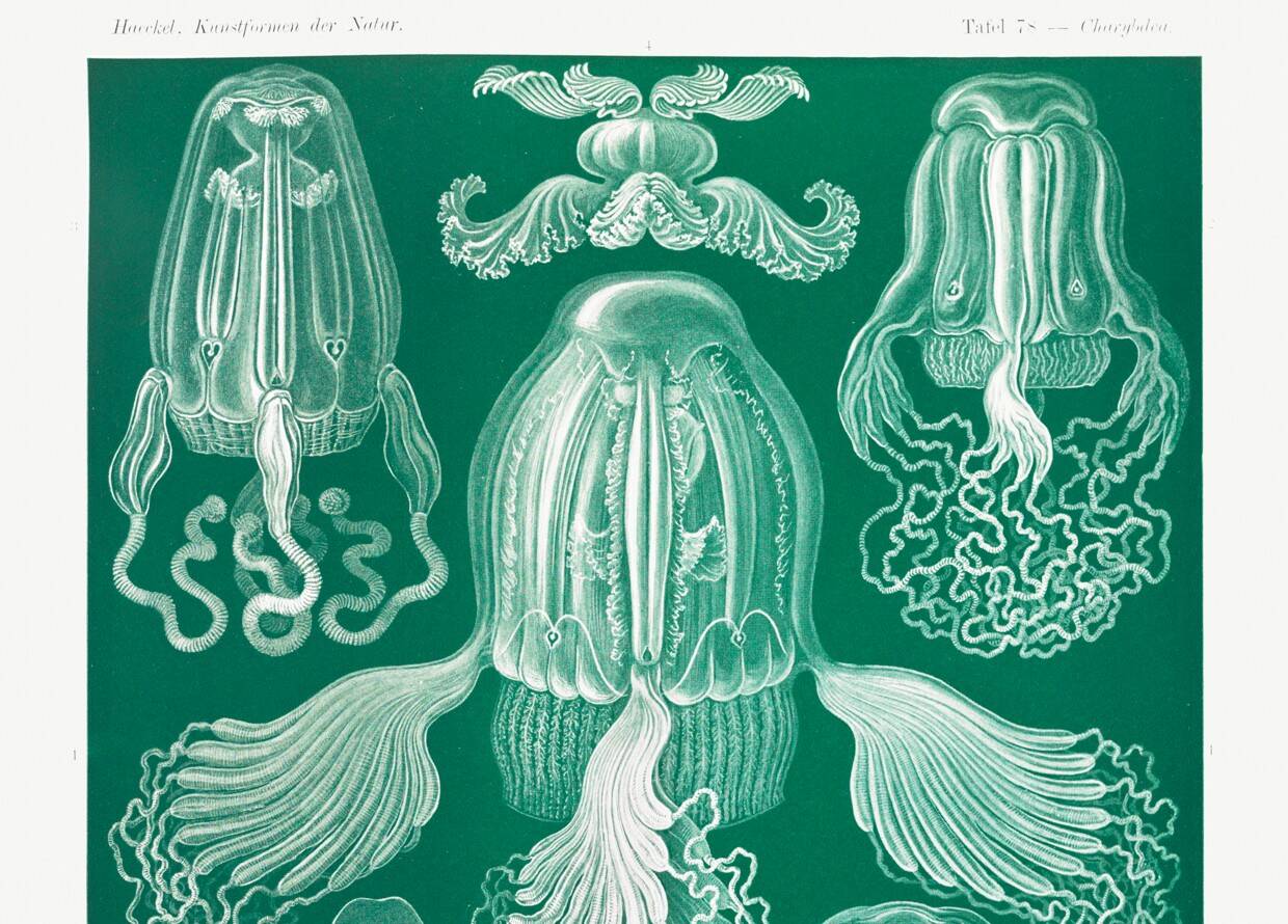 Poster about jellyfish, based on an old lithograph from 1904.