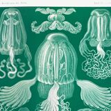 Poster about jellyfish, based on an old lithograph from 1904.