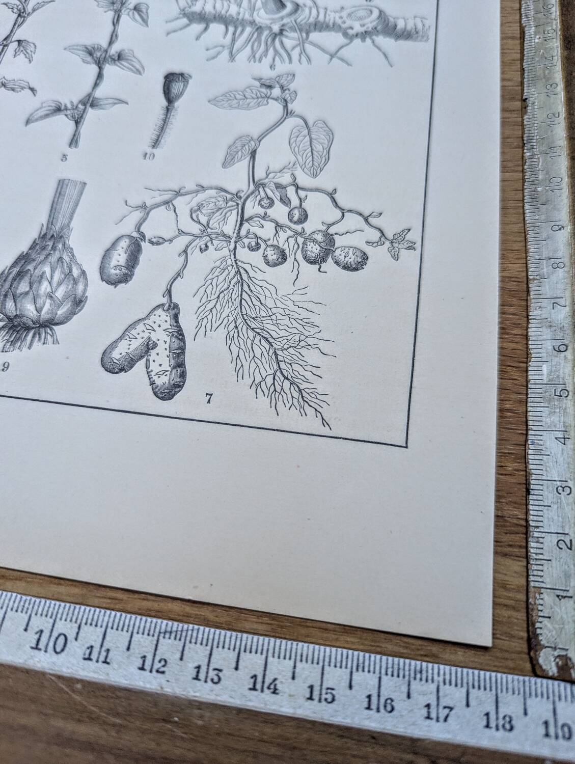 Vintage botanical plate printed in 1889, the stems.