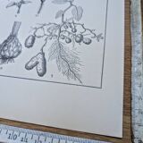 Planche botanique imprimée en 1889, les tiges