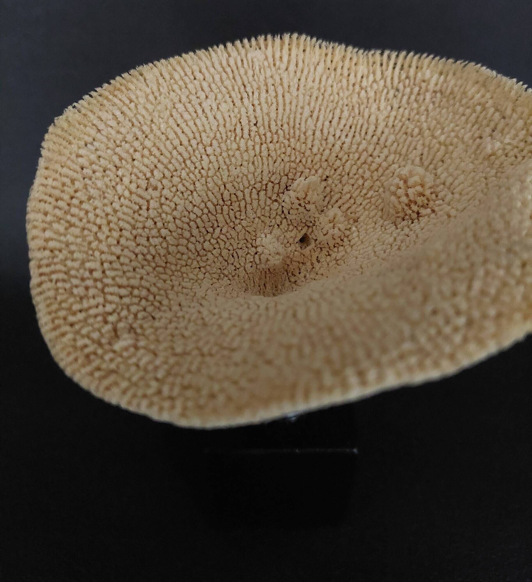 Cabinet of Curiosities sponge carteriospongia foliascens on base