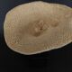 Cabinet of Curiosities sponge carteriospongia foliascens on base