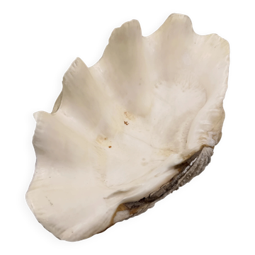 Basin 2kg
